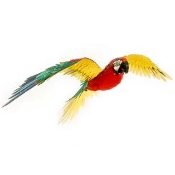 Gametraders Blacktown ICONX - Parrot - Jubilee Macaw Hobby Central